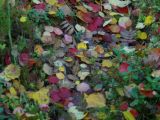 2005-10-06 14:48:41