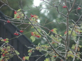 2008-09-21 15:46:08