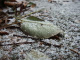 2008-12-24 14:18:07