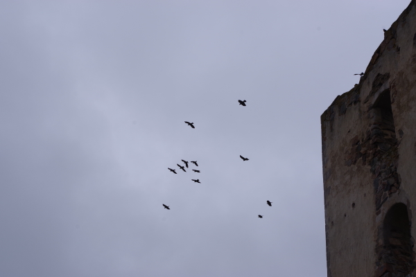 Bild nummer 8